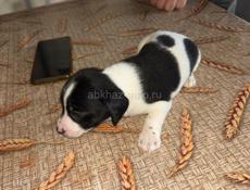 Отдаю даром щенков таксы