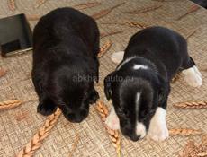 Отдаю даром щенков таксы