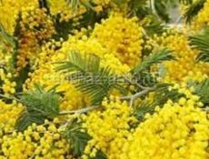 мимозу продаю готовый в каробках цена 1500 рублей, заказ принимаю на любои объём , при вас буду упокават, очен много сады имею на две три фуры точна будет, толька что все раскрылись хорошая мимоза, можно по ваццап я+79409512405