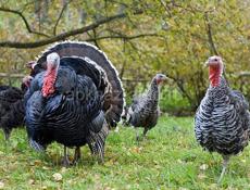 индюки и индюшки
