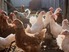 куры несушки