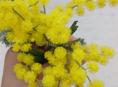Продам мимозу