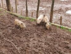 Продаются поросята 🐽 2 месяцев 