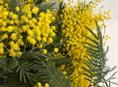 Мимоза в Гульрипше