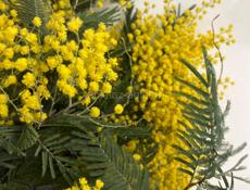 Мимоза в Гульрипше