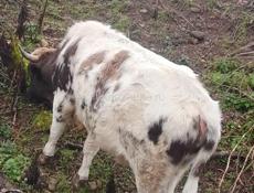 Продаётся бык 110