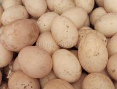 Продаються утиные яица 80 штук 