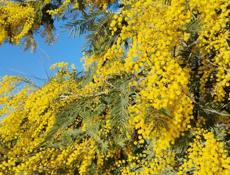 Куплю апельсины на сок