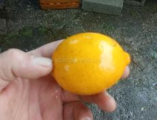 Куплю апельсины на сок