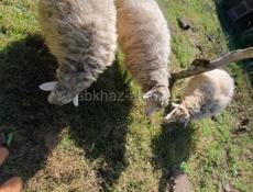 Продаются барашки девочки