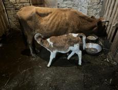 Продаю коров 