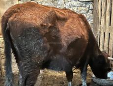 Продаю коров 