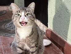 Кошечка в добрые руки 