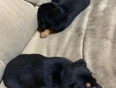 Продаются щенки 