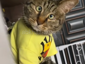  В частном доме в городе Сухум сдается комната посуточно со всеми удобствами 2000т в сутки .Ул.Абазинская 46 ( ориентир ) маленький рынок . WhatsApp +7 (988) 867-09-15 либо 2263101