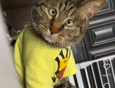  В частном доме в городе Сухум сдается комната посуточно со всеми удобствами 2000т в сутки .Ул.Абазинская 46 ( ориентир ) маленький рынок . WhatsApp +7 (988) 867-09-15 либо 2263101