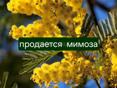 Продам мимозу