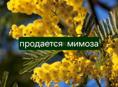 Продам мимозу