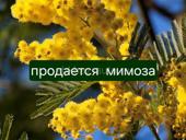 Продам мимозу