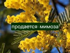 Продам мимозу
