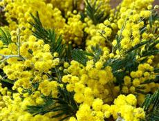 Продам мимозу