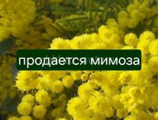 Продам мимозу