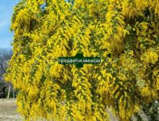 Продам мимозу