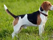 Ищу гончих щенков