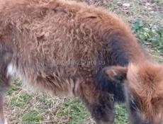 Бычок 6 месяцев 25 т