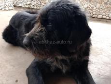 Большой и добрый пёс ищет дом