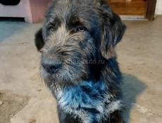 Большой и добрый пёс ищет дом