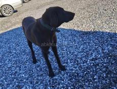 Собака возможно кто-то ищет бегает по трассе у школы Бызбь.