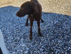 Собака возможно кто-то ищет бегает по трассе у школы Бызбь.