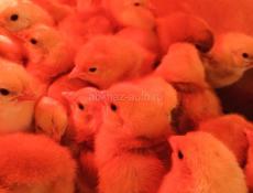 Цыплята РедБро