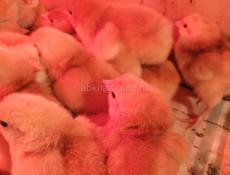 Цыплята РедБро