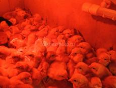 Цыплята РедБро