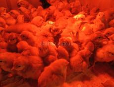 Цыплята РедБро