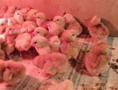 Цыплята РедБро