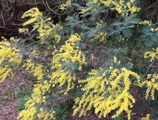 Продаётся ШИКАРНАЯ мимоза