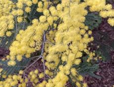 Продаю ШИКАРНУЮ мимозу