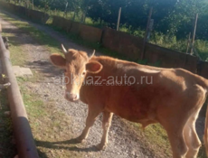 Продам корову 