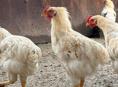 Петухи по 600 р 