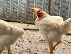 Петухи по 600 р 