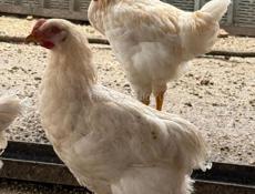 Петухи по 600 р 