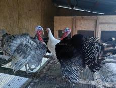 Индюшка, индюк