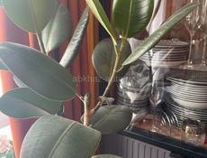 Ответственную женщину