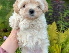 Мальтипу Ф1 