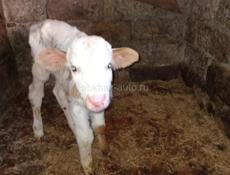 Теленок девочка 