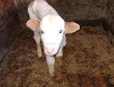 Теленок девочка 