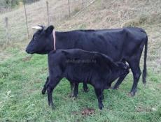 Продам корову с телёнком